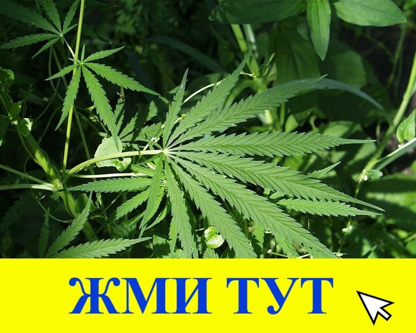 Купить наркотики в Рыбинске